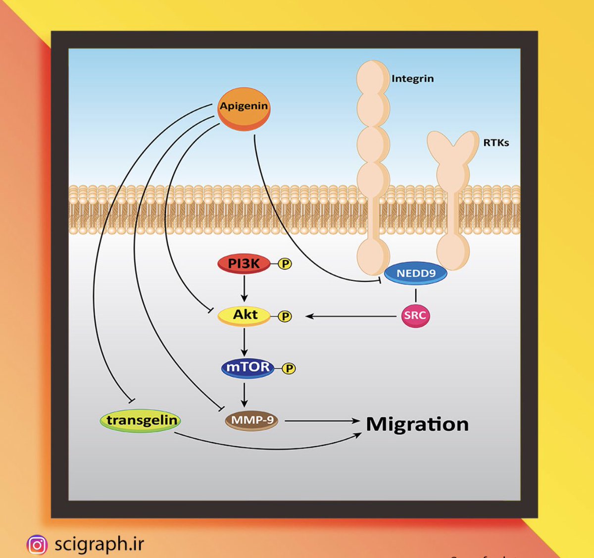 SafariScigraph's tweet photo. #Apigenin as Tumor Suppressor in Cancers: Biotherapeutic Activity, Nanodelivery, and Mechanisms With Emphasis on #Pancreatic_Cancer
https://t.co/DYzQLLA8Vn
- Published in "Frontiers in Chemistry",   Volume 8, Article 829  
- Impact factor: 4.9

#bioart #Cancer #SciArt #Academia https://t.co/otpgn07qIO