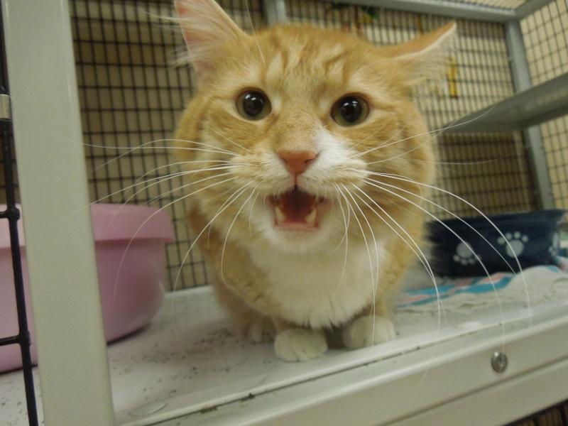 PAnimalAid's tweet photo. Happy International Cat Day! 

Project V.E.T.S. is proud to support animal welfare groups serving cats and kittens like the felines shows in these photos at Kitten Krazy Inc. in Ohio. 

Post a photo of your cat for #InternationalCatDay and tag us! https://t.co/wFegQxLVWR