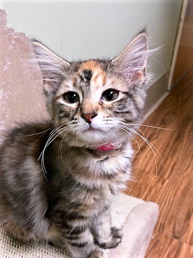 PAnimalAid's tweet photo. Happy International Cat Day! 

Project V.E.T.S. is proud to support animal welfare groups serving cats and kittens like the felines shows in these photos at Kitten Krazy Inc. in Ohio. 

Post a photo of your cat for #InternationalCatDay and tag us! https://t.co/wFegQxLVWR