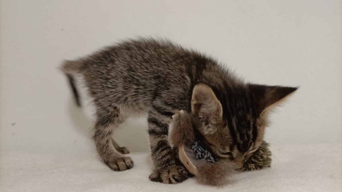 Lucas tiene dos meses y busca familia. Es muy cariñoso y sociable. Si quieres conocerlo, mándanos un mensaje y te enviamos el cuestionario