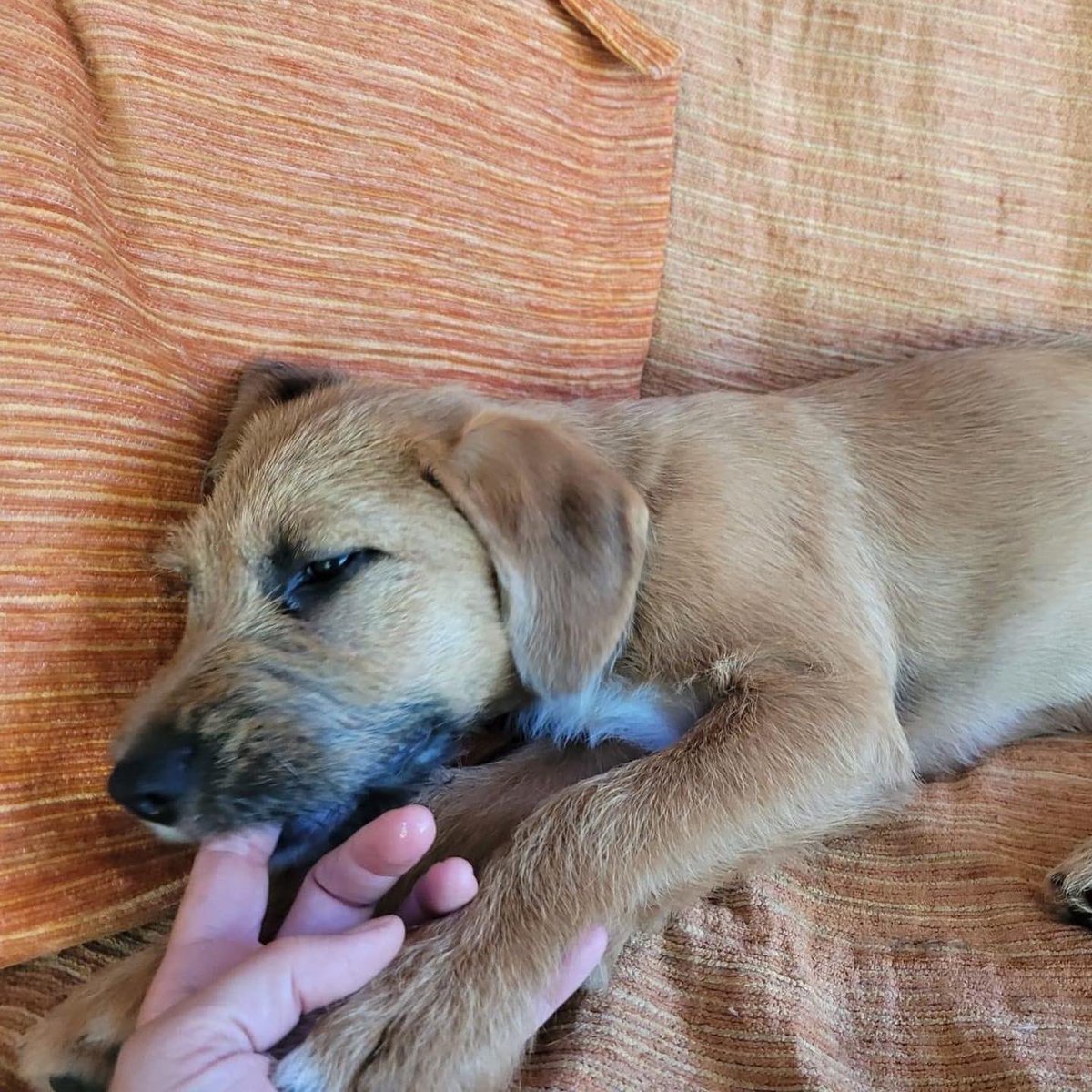 Simba tiene dos meses y es una cachorra cruce de grifon. Es sociable, activa y cariñosa. Está en A Coruña. Si quieres conocerla cubre el cuestionario de nuestro perfil