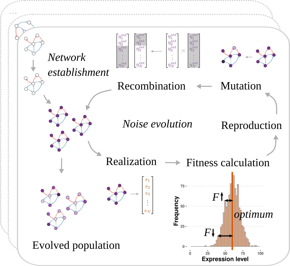 natashapuzovic's tweet photo. How does the gene network topology affect the selective pressure acting on gene-specific expression noise? We simulated the evolution of populations of model gene regulatory networks with different network structures under stabilizing selection on expression level. (2/5) https://t.co/lMHPKASB86