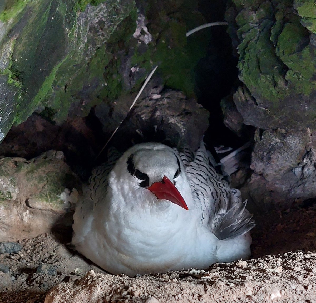 AIGConservation's tweet image. Incubating red-billed tropicbird. This species is loyal to its nesting site and this pair have nested in this location on the Letterbox Nature Reserve for the last 6 years. #seabirds #smallislandBIGVISION #LongTermMonitoring
