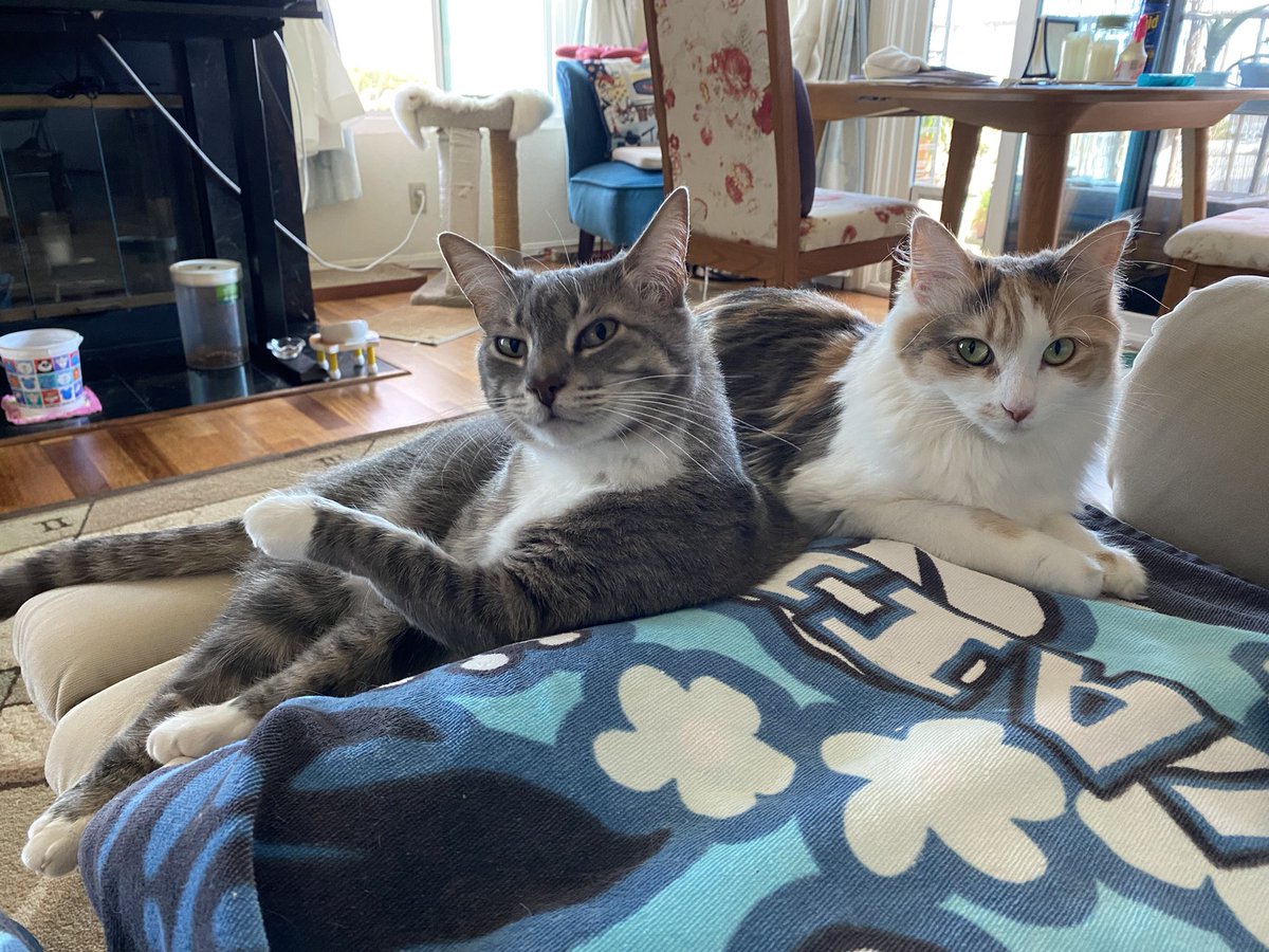 It’s International Cat Day!  Rey and Haru say show off your cats!