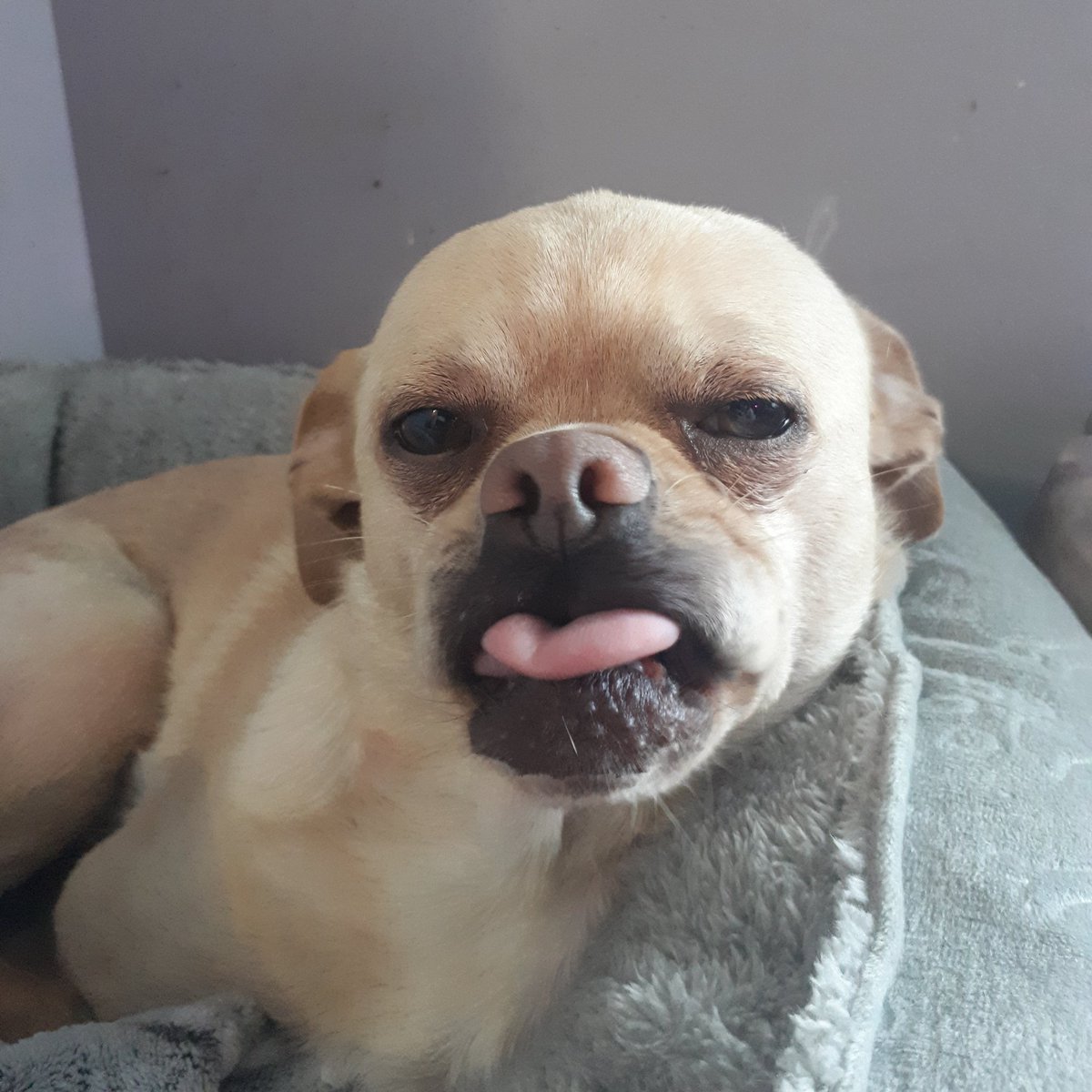 blues_hound's tweet photo. #NewProfilePic I love my little doggo, he make the bestest faces! https://t.co/775eYangNC