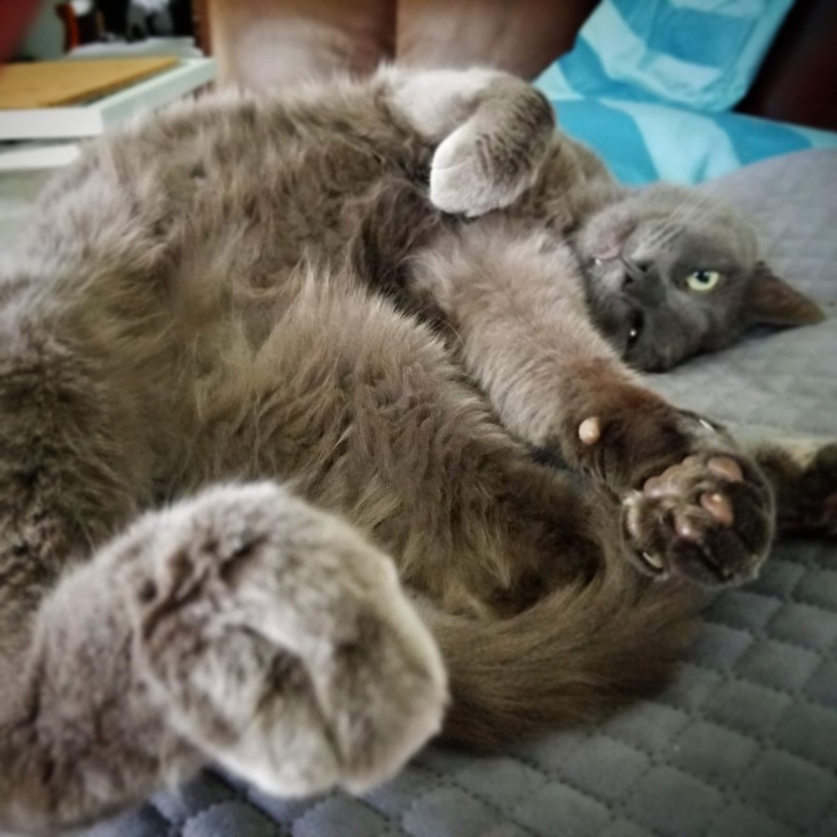plague8's tweet photo. @TreasuryMog Sir Thomas of Grey is a former feral who moved himself into my house a couple of years ago. Cheeky lad. https://t.co/R98aEY6sZ3