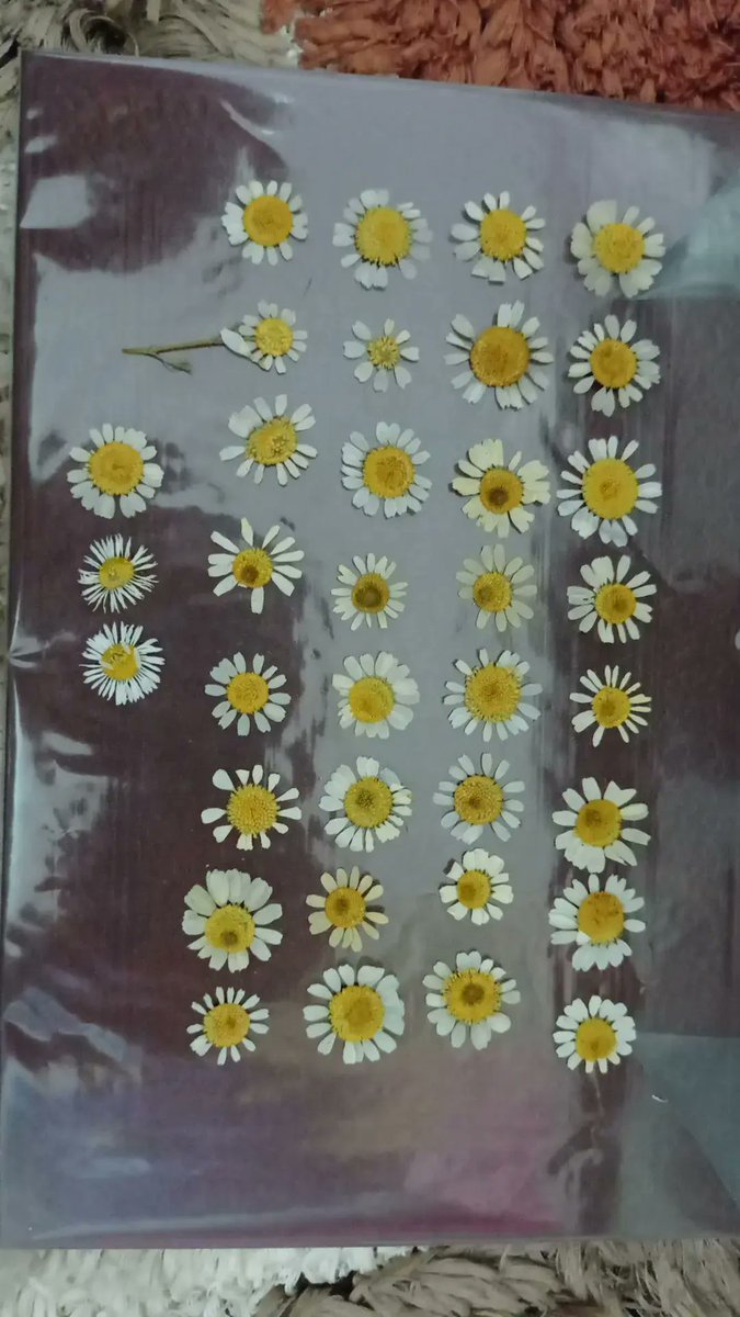 Doğal Yollarla Kuruttuğumuz papatyalara sahip olmak için sipariş verebilirsiniz.