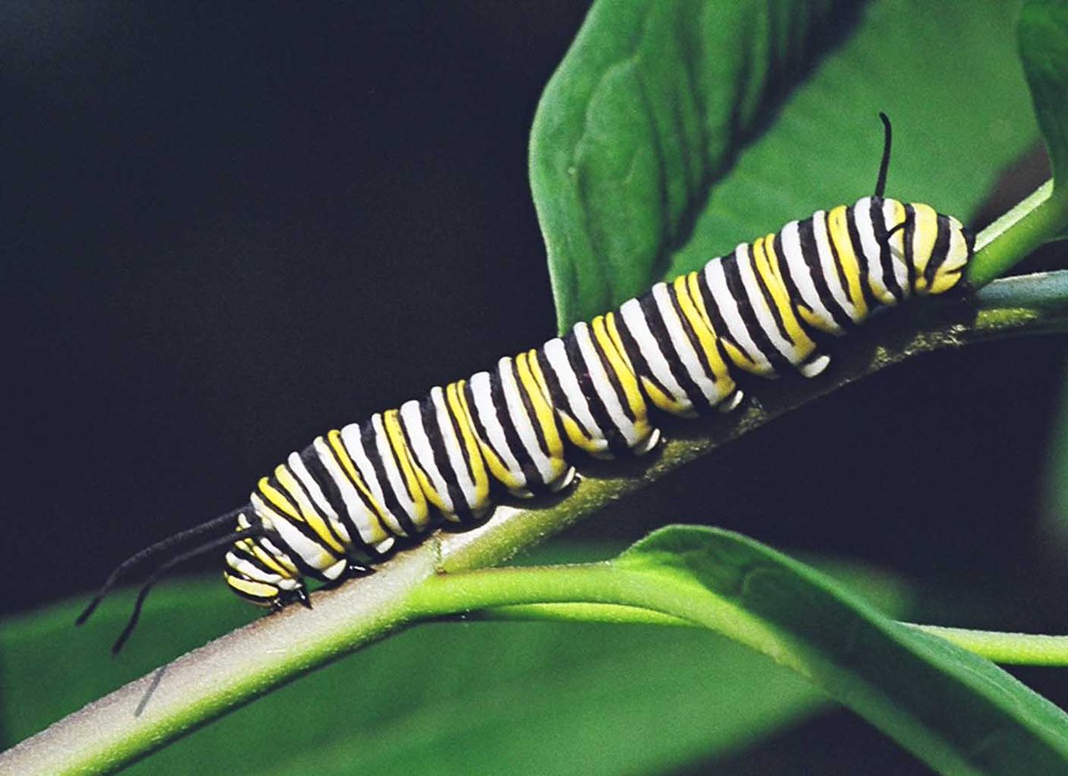 As part of a newly funded NSF project, @Jaap_de_Roode and I are recruiting a postdoc to study the role of plant chemicals and microbes in shaping the monarch butterfly gut microbiome and parasite resistance. The description is here: deroodelab.org/opportunities/