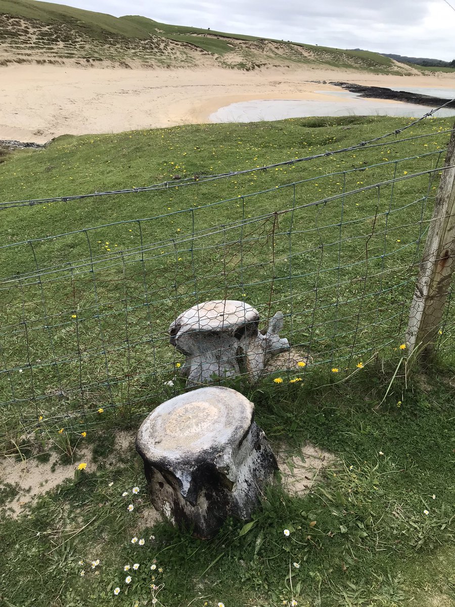 JulesMurf's tweet photo. Stile-ish use of whale vertebrae… @LakesStiles  #isleofcolonsay #stiles https://t.co/5aMr7r1lGO