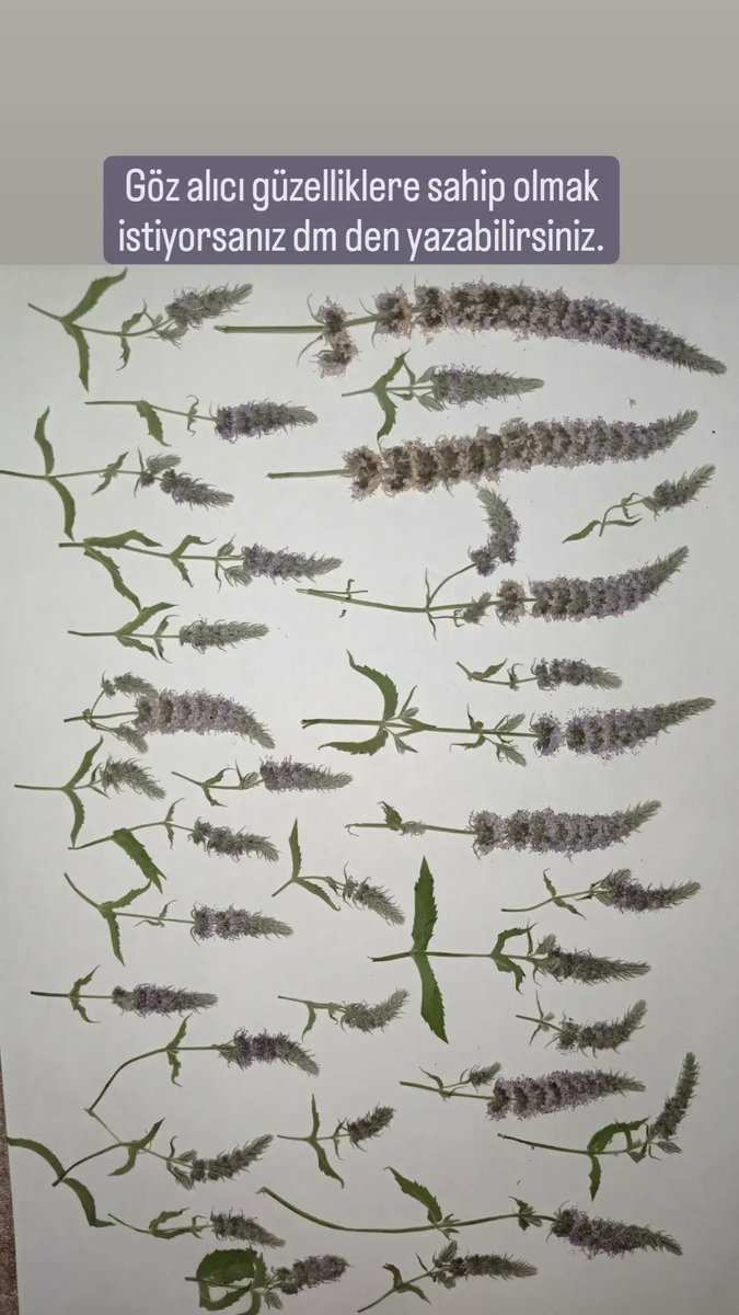 Epoksi kuru çiçek (@epoksi_cicek) on Twitter photo 