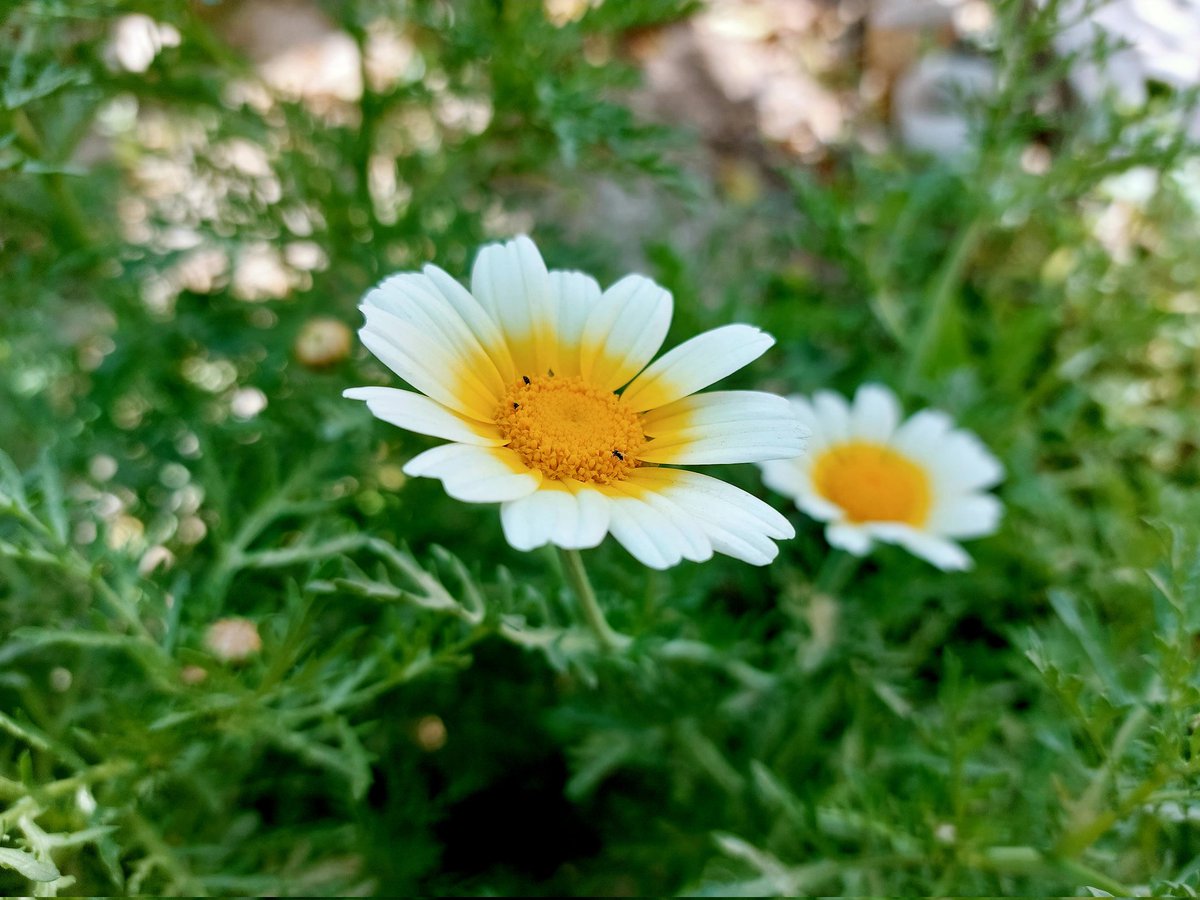 MohammadMsft's tweet image. #A52S
#ShotOnSnapdragon

@SamsungMobileUS
@Snapdragon
@Qualcomm