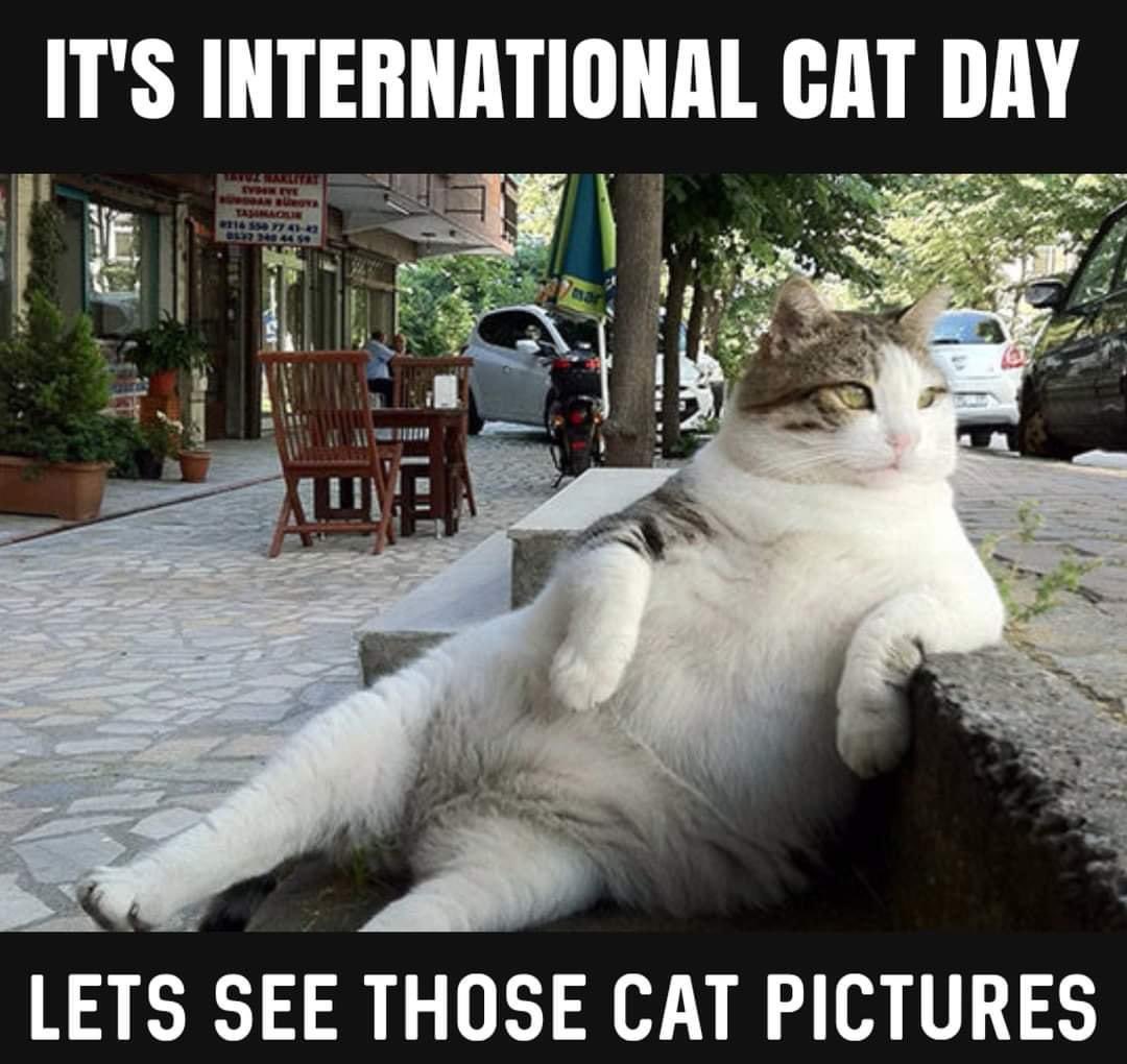Brits International (@britskc) on Twitter photo Let’s see all@your lovely fur babies <a href="/Britskc/">Brits International</a> #cats #cute #InternationalCatDay2022 #CatDay #catlovers #catlife #monday #Repost #twitch #fun #family #pets #love Let’s see all@your lovely fur babies <a href="/Britskc/">Brits International</a> #cats #cute #InternationalCatDay2022 #CatDay #catlovers #catlife #monday #Repost #twitch #fun #family #pets #love