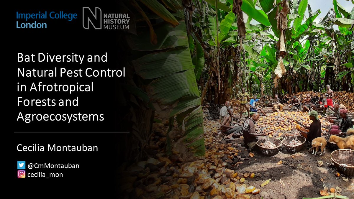 Nervously excited to be presenting my PhD research at my 1st International Bat Research Conference @ibrc2022 @NA_bats. Interested in #landusechange #tropicalecology and African bats? Please check it out Tuesday 11:15am if you're here :)