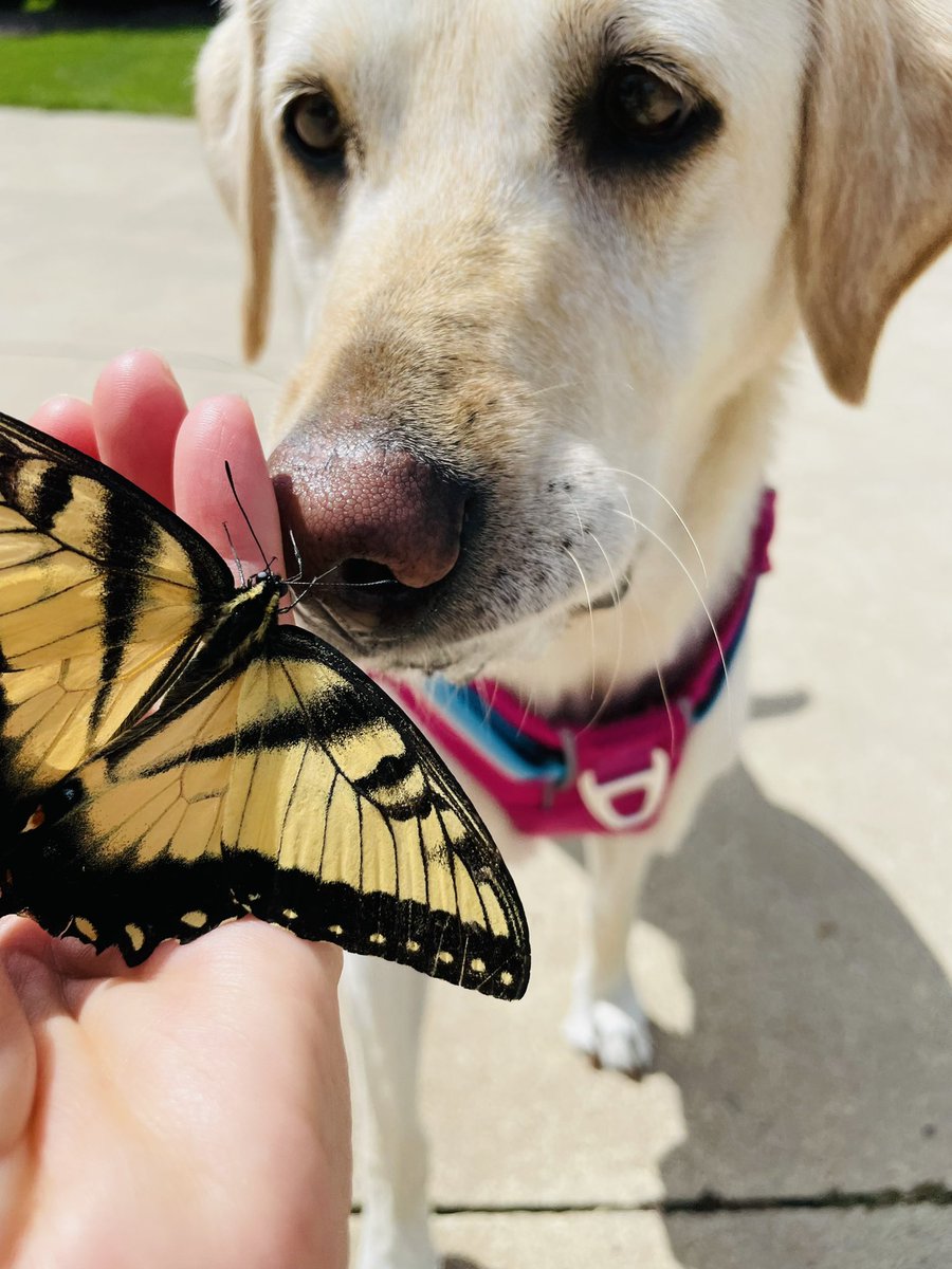 HKeltgen's tweet photo. Making friends wherever she goes. ❤️ #mondaymotivation #morningwalk #makingfriends https://t.co/FiiVEgiCW0