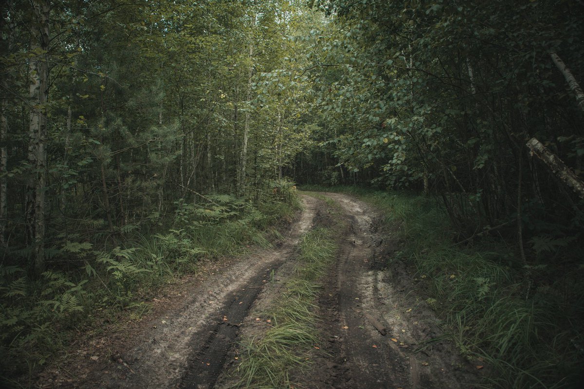 deadslowright's tweet photo. birch trees 🌿
#NaturePhotography 
#landscapephotography 
#photography 
#canonr6 https://t.co/hUpNDn8dR5