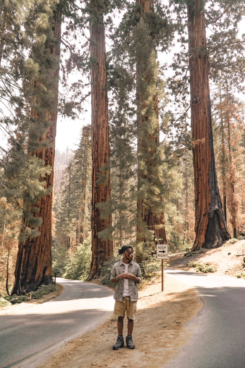 local95th's tweet photo. Was in the woods with a camera and a Pokéball 🌲 https://t.co/zWkGXZoItu