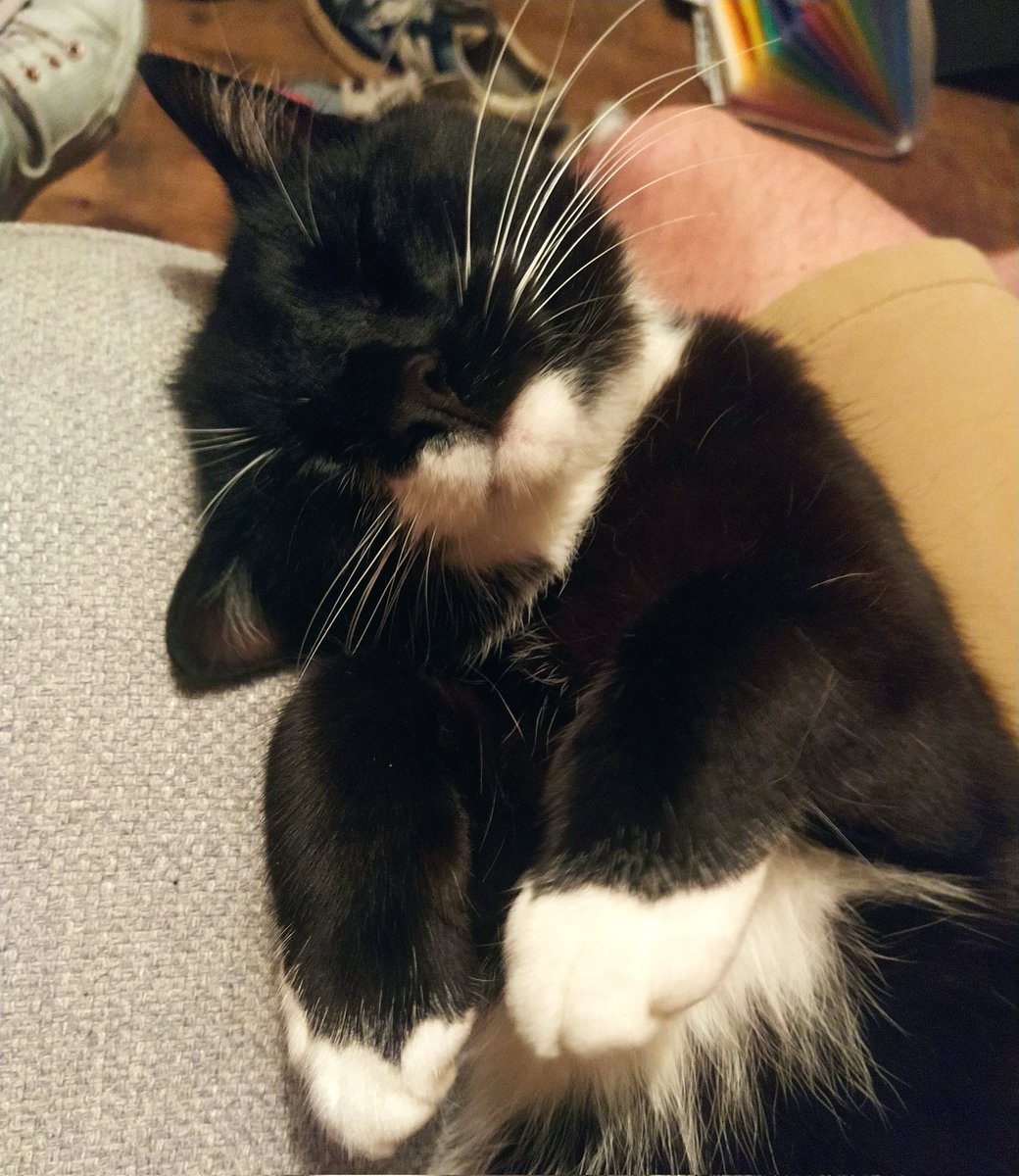 Weepsie's tweet photo. The many faces of Ralph

#InternationalCatDay https://t.co/7oK1XyE8dY