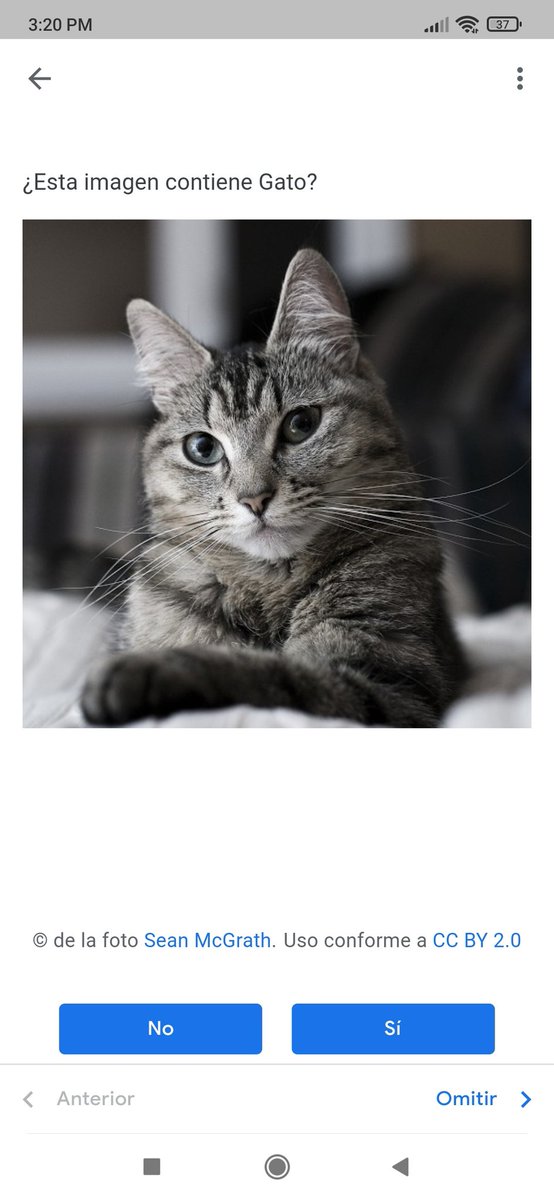 Happy international cat day✨

#GoogleCrowdSource  #catlovers #CatDay