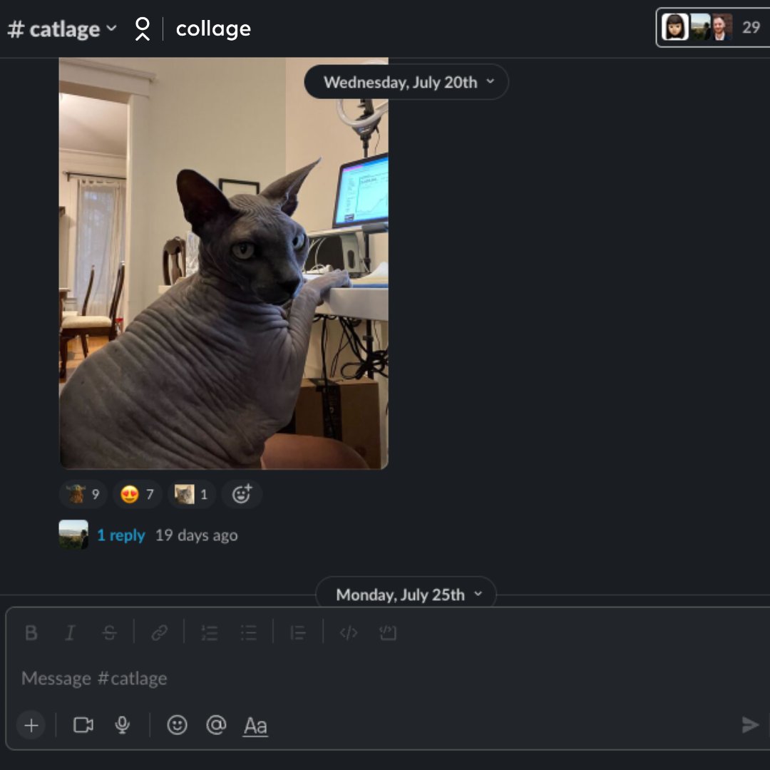In honour of #internationalcatday, we felt inspired to share how cats help our team stay engaged at work.
At Collage we have many custom slack channels for variety of employee interests to boost morale and foster a sense of community for our remote teams.