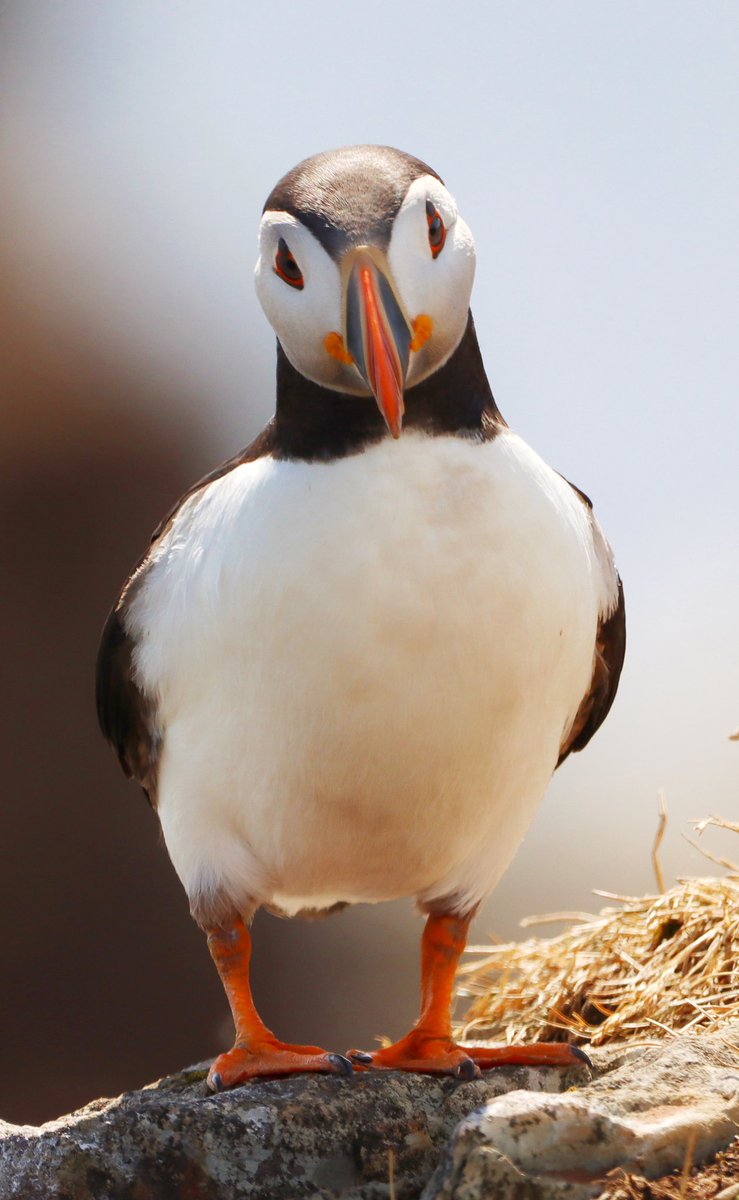 GrayMarker99's tweet photo. Beautiful creature!! 
Photo taken this morning at the Puffin Site in Elliston, NL.
#wildlifephotography #puffin #birdwatching #birdphotography https://t.co/7GCYtlRfPY