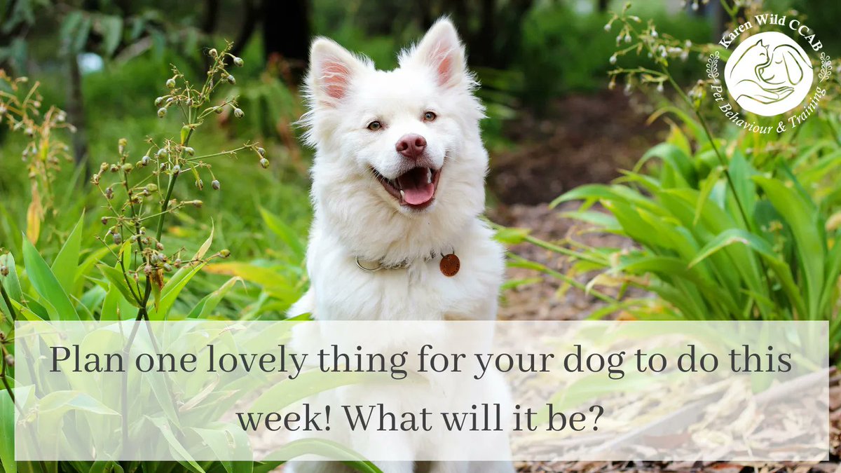 WildPaw's tweet photo. Plan one lovely thing for your #dog to do this week! What will it be?
#dogbehaviour
#dogbehaviourist
#dogbehaviourtraining
#dogbehaviourmodification
#dogbehaviourspecialist
#dogbehaviourists
#dogbehaviours
#dogbehaviourproblems
#dogtraining
#dogtrainingtips https://t.co/fpHfMx8UXs