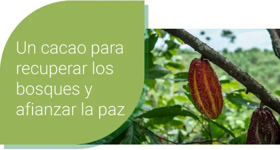 Alianza por los Bosques Tropicales tweet media