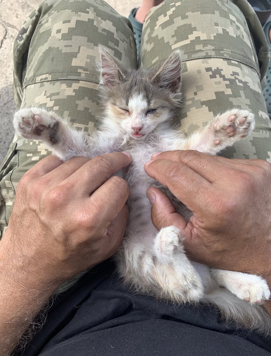 UAarmy_animals's tweet photo. Good night https://t.co/jlTVyhL4Dz
