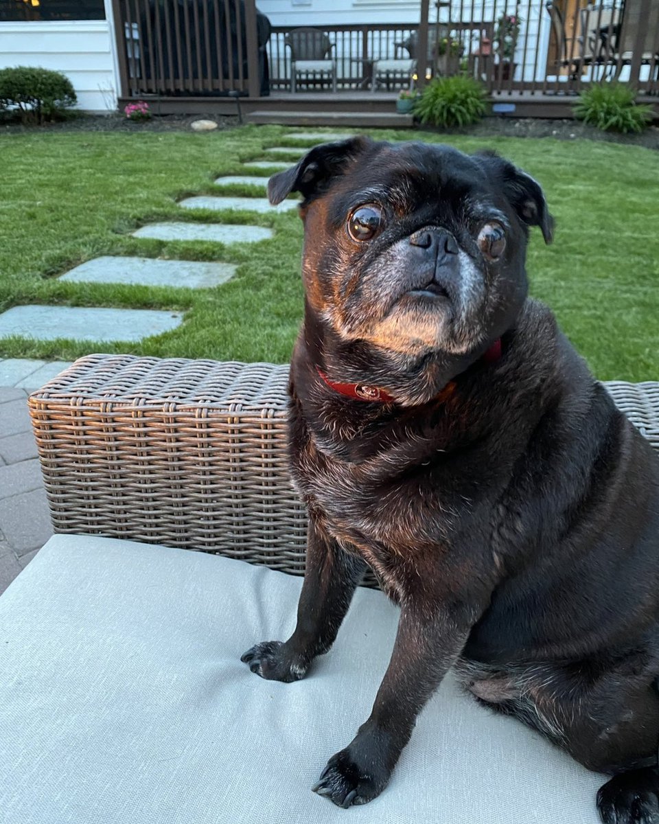 westkat217's tweet photo. @kevinbacon So sorry for your loss.. lost my Maggie last week. My heart is broken. I’m sure your Lilly knew she was loved.❤️🐾🌈 https://t.co/epucbz3XbJ