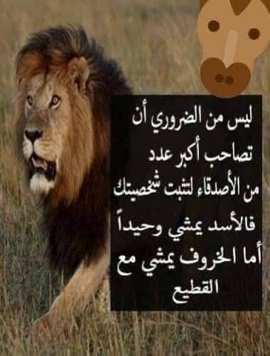 Mona Hisham (@monahis62117251) on Twitter photo 