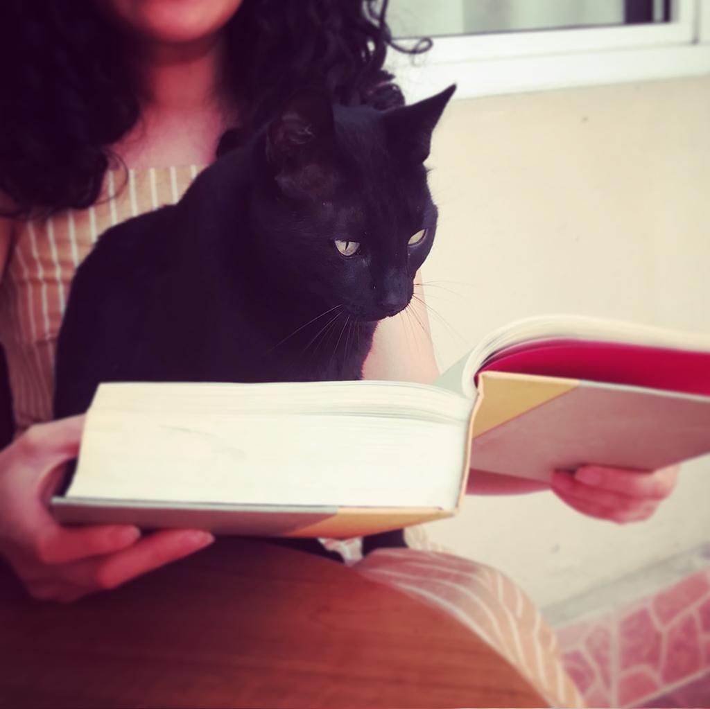 misbrazostercos's tweet photo. @kmiret Nachito y Simone 😺♥️😺 https://t.co/sn3Gl0pS3F