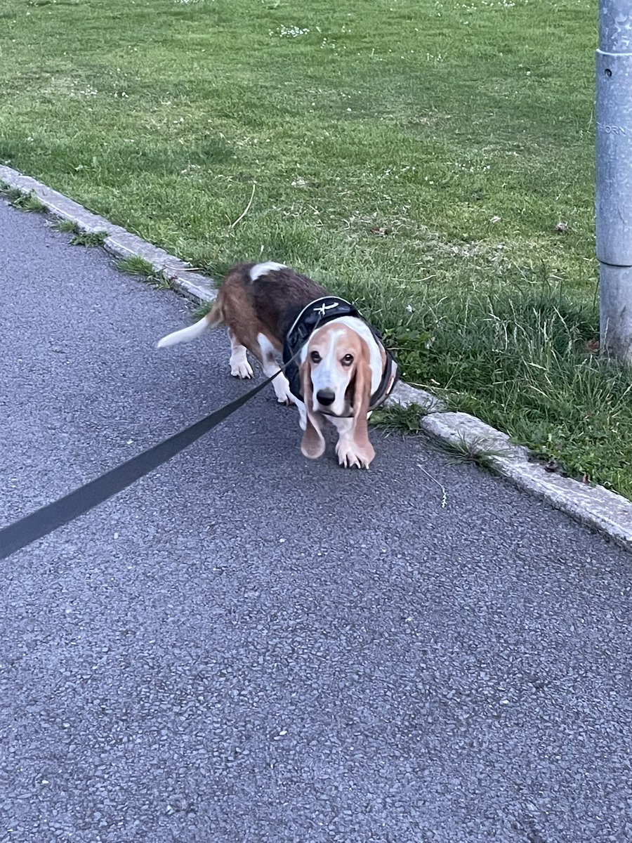 DeniseLowry17's tweet photo. A late evening walk for Tilly the Bassett for day 8 of #WeActiveChallenge #NIAHPsActive #AHPsActive And proof that Tilly does occasionally get out of bed! All activity counts. #paedphysio https://t.co/M0nIAvUanY