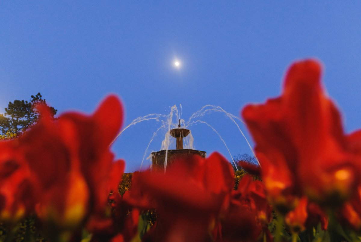 UnivOfKansas's tweet photo. 🌷 R🌝CK  CH⛲️LK 🌷 https://t.co/f3eSzjGZAI