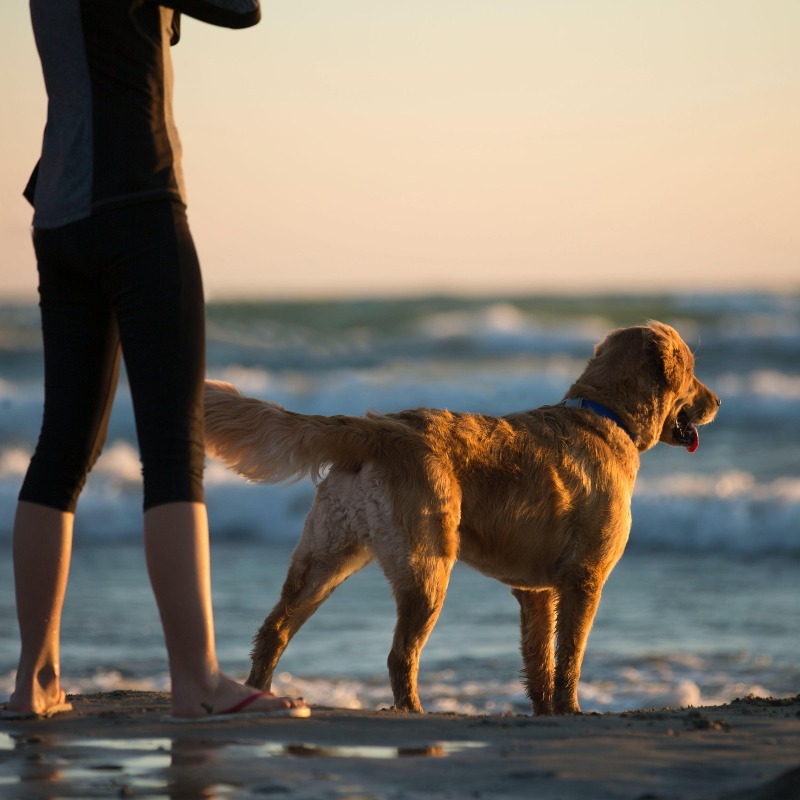 RVmagazine's tweet photo. Need a doggy date for the beach? Here are our tips for a successful beach trip with your furry friends 🐾