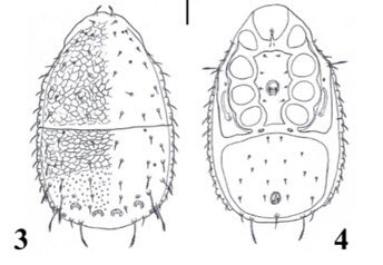 acarological's tweet photo. Mites of the family Zerconidae (Acari: Mesostigmata) from Southwestern Turkey, with description of three new species  https://t.co/DyGTNaru2Q #acari #mite #arachnida #zercon https://t.co/sEL9UFH9yG