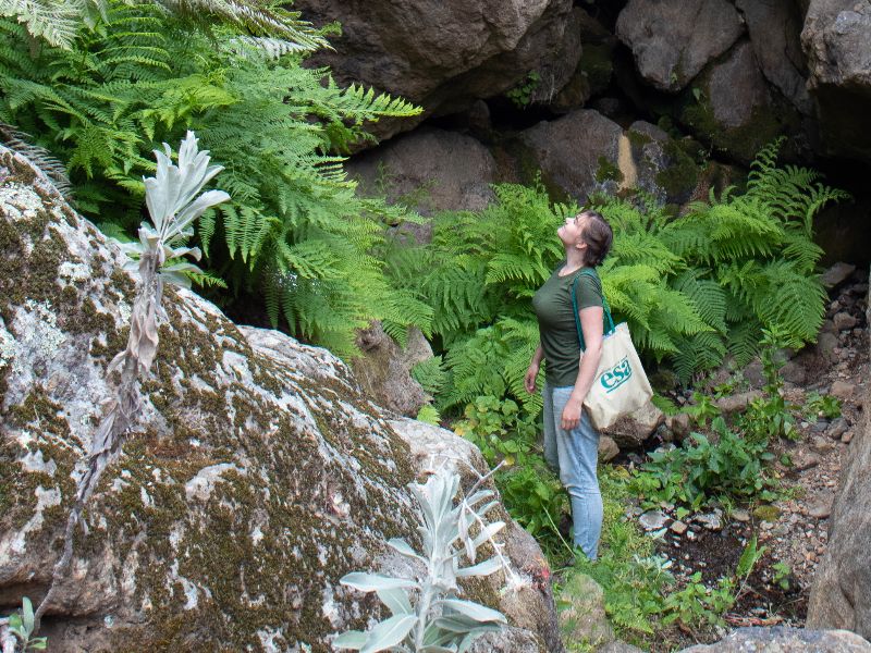 CalBotSoc (@calbotsoc) on Twitter photo Join us for CalBotSoc Speaker THIS THURSDAY August 11: Dr. Helen Holmlund (<a href="/helenholmlund/">Dr. Helen Holmlund</a>) - "How do California ferns survive in the drought-prone chaparral?" Join us for CalBotSoc Speaker THIS THURSDAY August 11: Dr. Helen Holmlund (<a href="/helenholmlund/">Dr. Helen Holmlund</a>) - "How do California ferns survive in the drought-prone chaparral?"