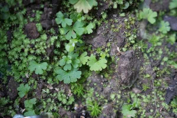 CalBotSoc's tweet photo. Join us for CalBotSoc Speaker THIS THURSDAY August 11: Dr. Helen Holmlund (@helenholmlund) - "How do California ferns survive in the drought-prone chaparral?" https://t.co/f57faaqbPa