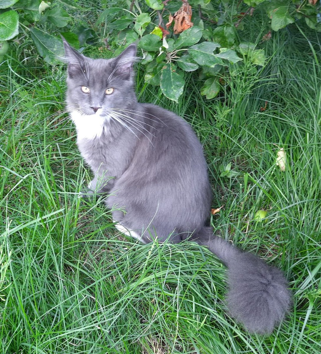 GabiUKiefer's tweet image. #Filou Wir haben dich nicht vergessen. 🙏💚
#FindingFilou
#CatsofTwittter
#WorldCatDay
#Weltkatzentag
Ich hoffe so sehr, dass es dir gut geht. 🙏💚🍀
