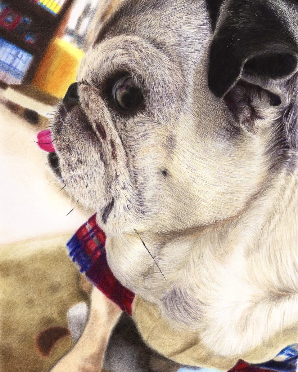 ほとんど知られていない ペキニーズ 犬 犬の絵 イラスト 原画 絵画 色鉛筆画 手描き Www Kedaimasyarakat Or Id