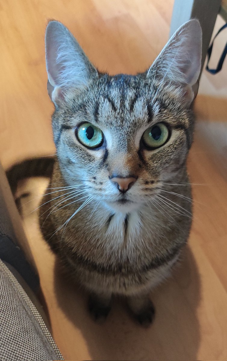 MashiroShiina87's tweet photo. Jetzt geht's ab ins Bett und zum Schluss gibt's noch zwei ganz aktuelle Bilder meiner Beiden zum #Weltkatzentag 🥰✨ https://t.co/hdcDSN8faQ