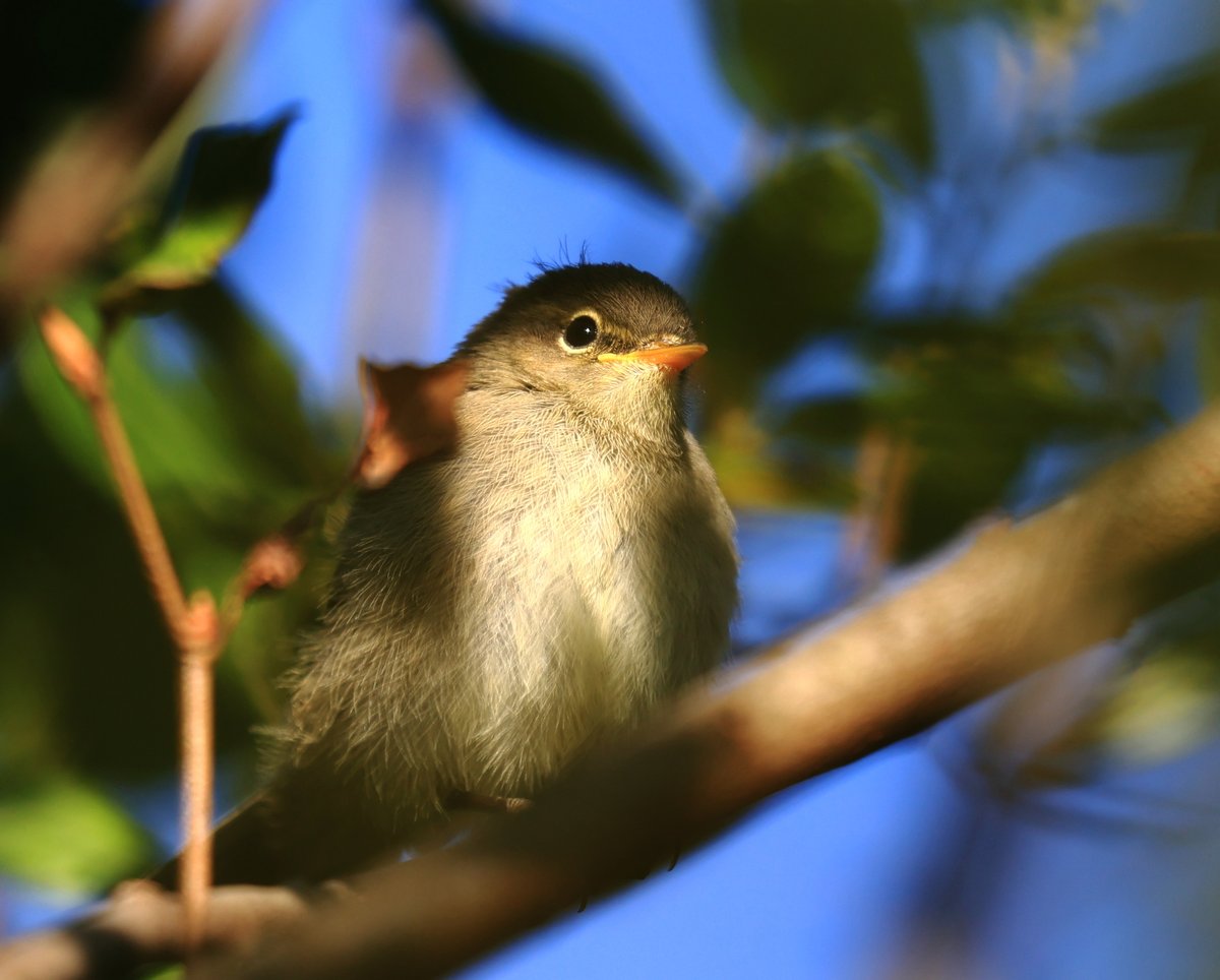 Juv Chiffchaff found a little group of three this morning Dartmoor.