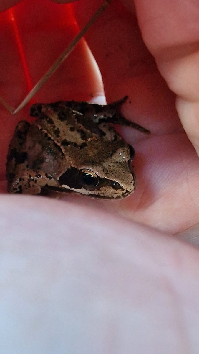MrDemonic09's tweet photo. Walking Sprout in the evening as its cooler. Found this little guy hoping around the nature reserve 🐸 https://t.co/cjNurFt3uW