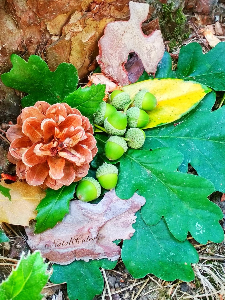NataliCuteeli's tweet photo. Forest finds easily turn into a cute composition. It's pleasant to create and look at the result! 😊
🌿🧡🌿💛🌿🧡🌿
#cuteeli #NaturePhotography #art #nature #NatureBeauty #positive #scenery #landscape #pine_cone #oak_leaves #acorns #beautiful #wildlife #tree_bark #forest #beauty https://t.co/7Cw79zu6dp