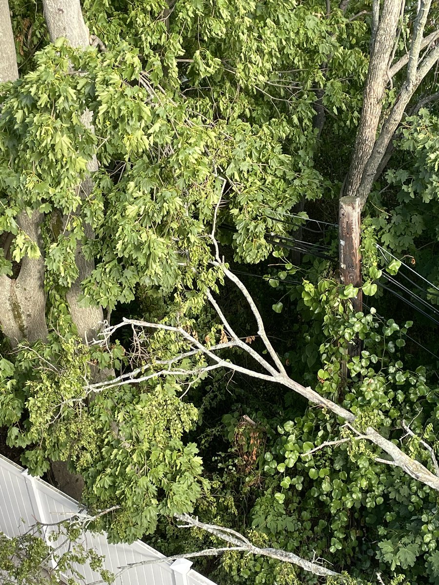 Pickles_MTP's tweet photo. @EversourceMA Any update? Someone was supposed to come by today to inspect it. No one has contacted me. I have informed the @MassDCR as well since it is part of the Neponset Riverwalk. https://t.co/CBuwItN7ZB