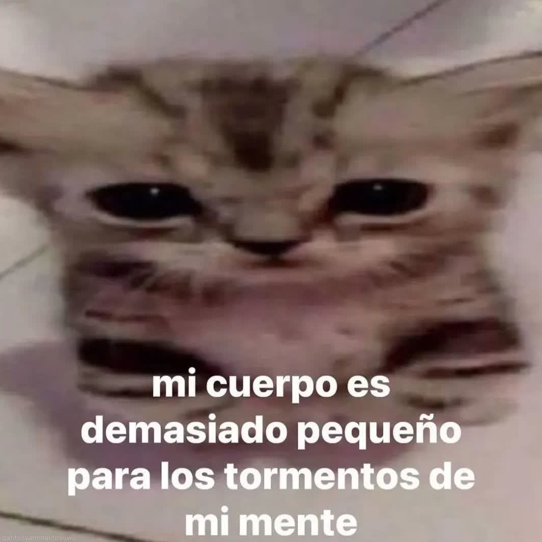 gatito_shitpost's tweet photo. https://t.co/IqTEJcEZ99