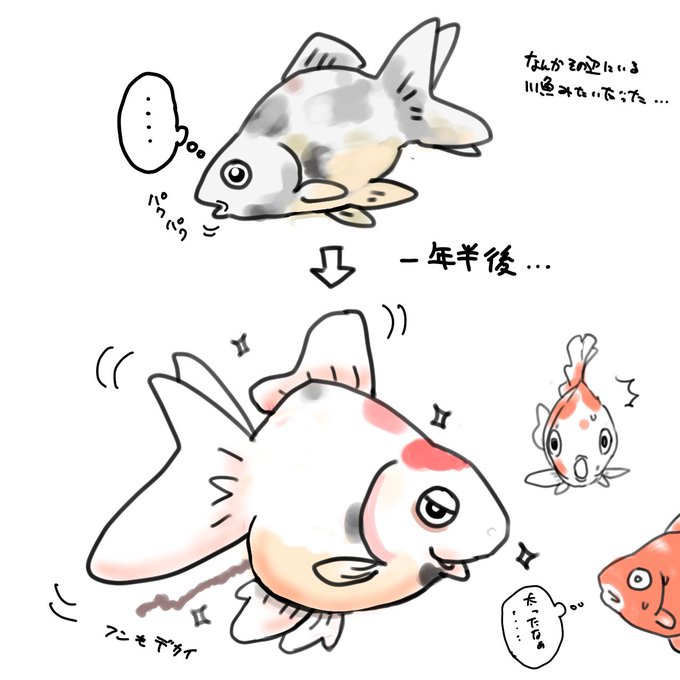 金魚飼ってて一匹が最初黒ずんでて地味〜だったのに
一年半経ったら、白くてデカくて成金みたいなデブ金魚になっちゃった。
♀のケツばっか追いかけてるチャラいヤツはなぜかあっという間に死んでしまった… 