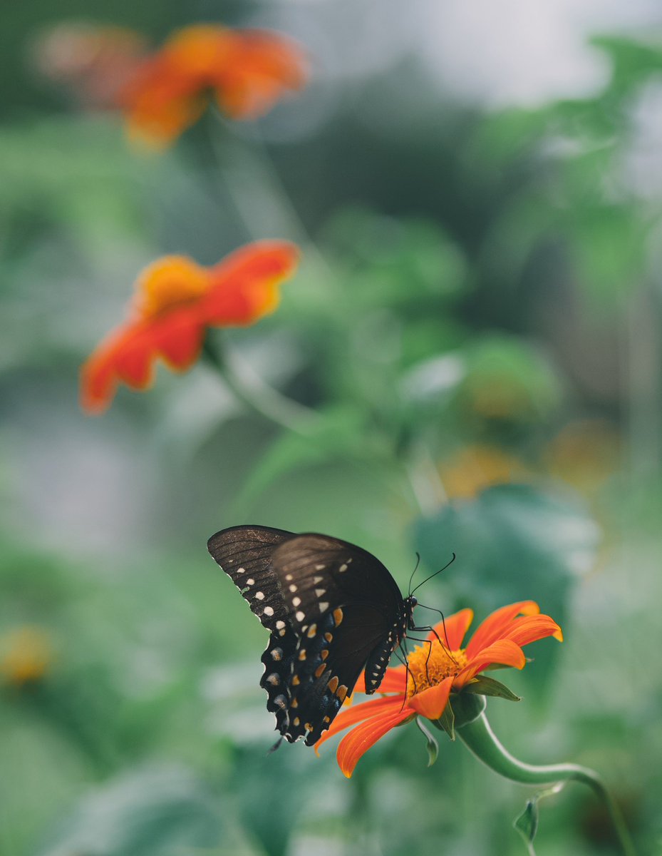 Your Thoughts || Psalm 139:17-18⁣
⁣
#CromwellValleyPark⁣
#NaturePhotography⁣
#BlackSwallowtail