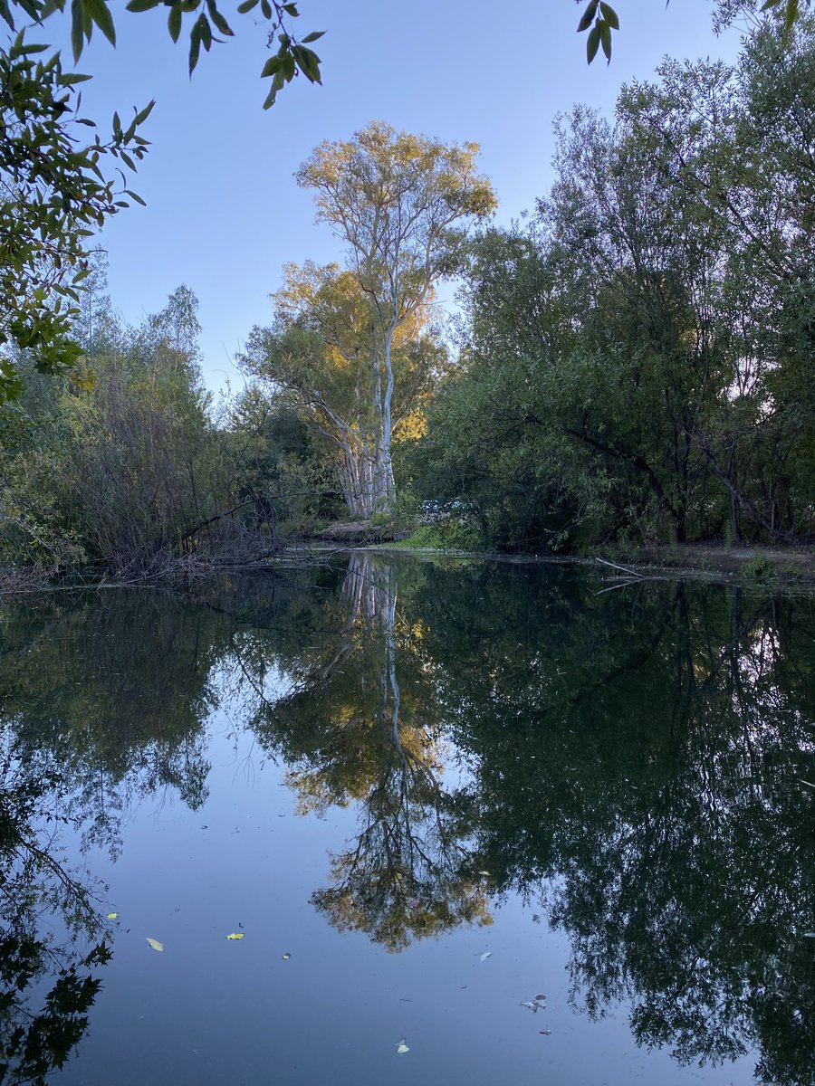 ColonGraceE's tweet photo. Dusk at #Vasona https://t.co/taDc2YDd7f