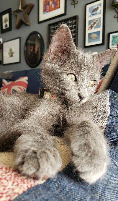 It's #InternationalCatDay... and here is #MissMaisel 🐈&zwj;⬛ https://t.co/nINWhQQbzd<a href="/tag/internationalcatday"class="tags">#InternationalCatDay</a><a href="/tag/missmaisel"class="tags">#MissMaisel</a>