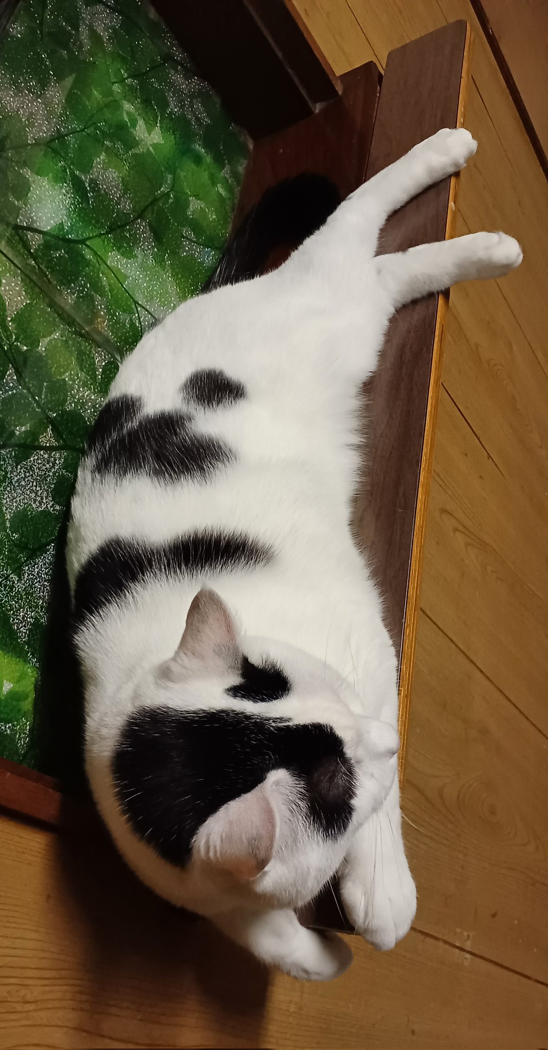 牛柄猫 Twitter Search Twitter
