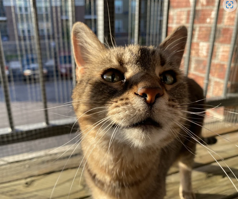 Help me out and go vote for this photo! It literally takes 2 seconds- just click on the link and click the heart! (you don't even have to enter an email address or anything!) Lexie wants to win a gift card!

Pet Photo Finalists internet.ting.com/flash/match?ut…